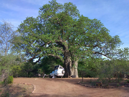 Baobab Camp Stand 8 Persons @ Nthakeni Bush & River Camp