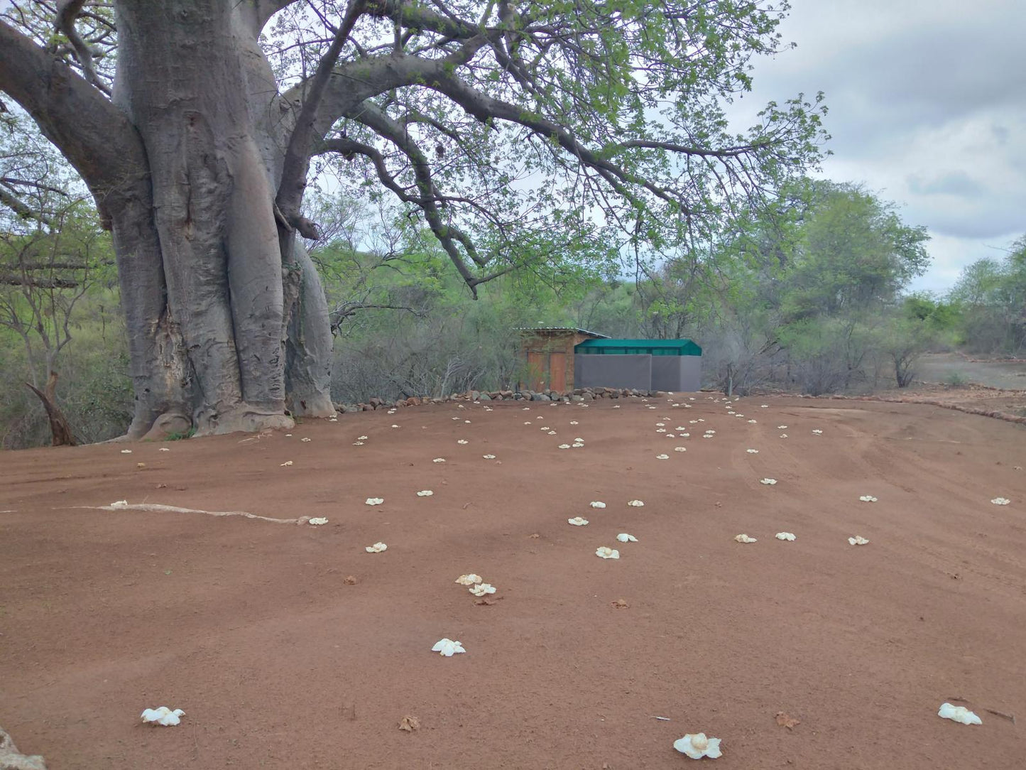 Baobab Camp Stand 8 Persons @ Nthakeni Bush & River Camp