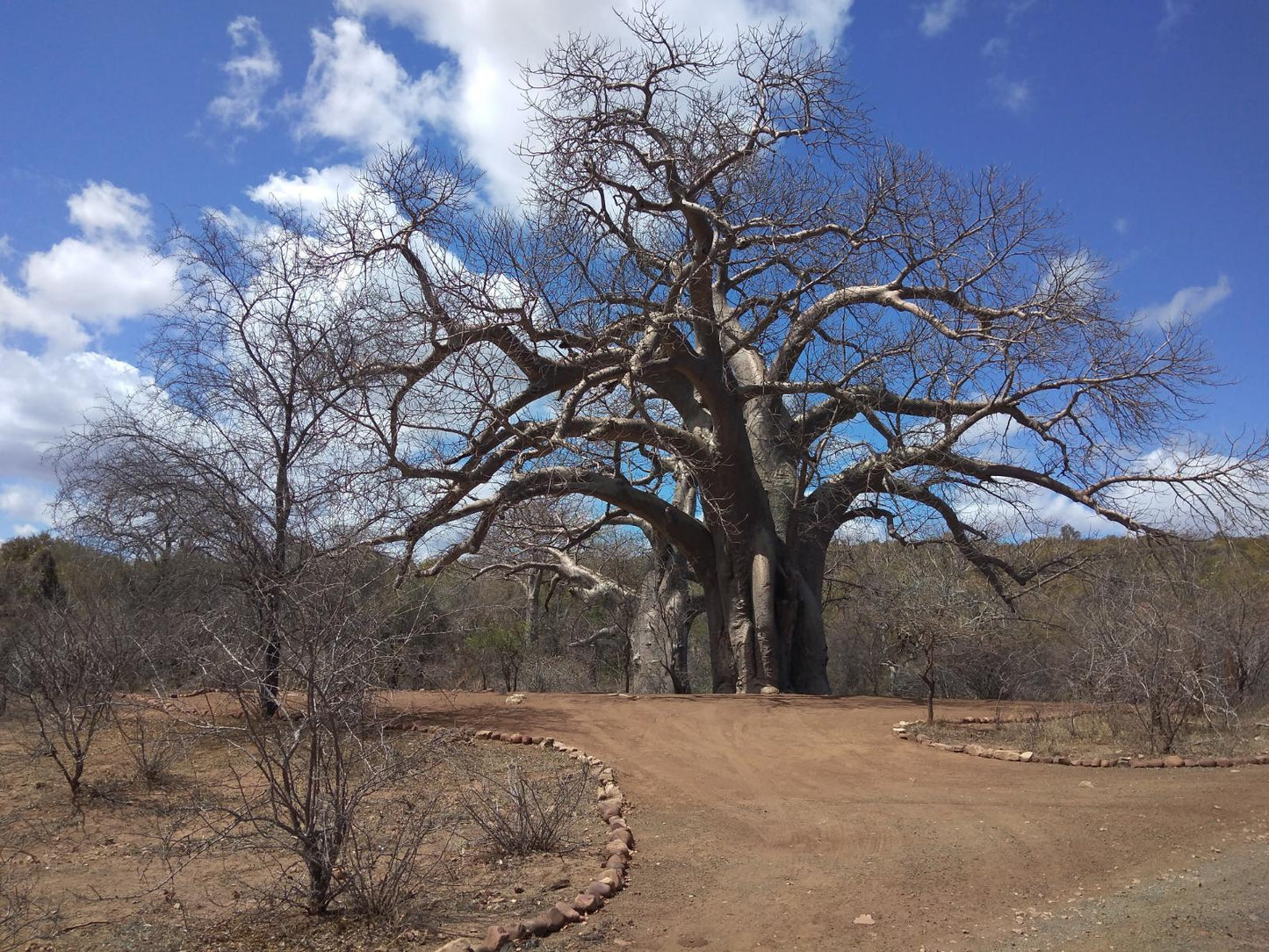 Baobab Camp Stand 8 Persons @ Nthakeni Bush & River Camp