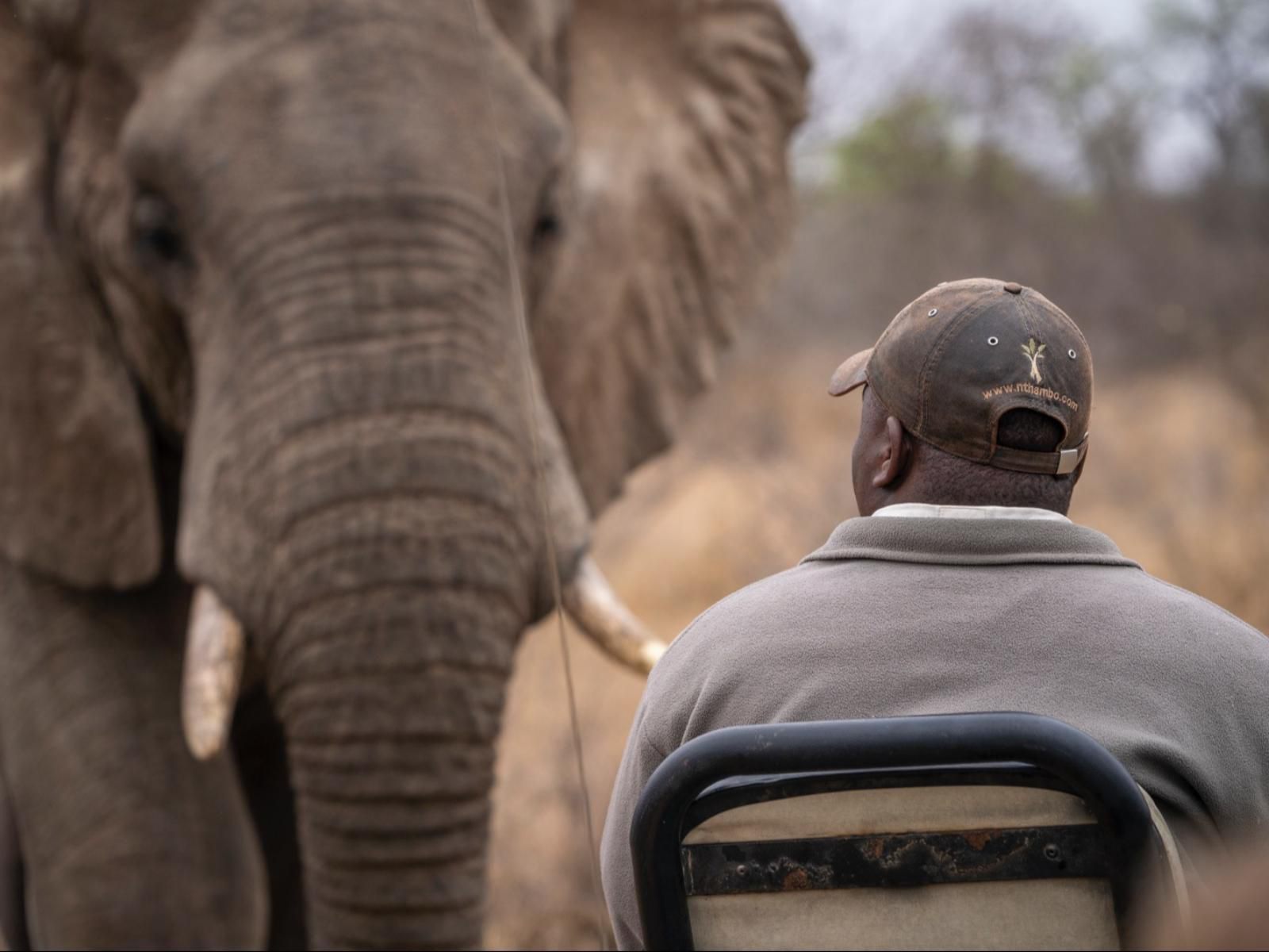 Nthambo Tree Camp, Elephant, Mammal, Animal, Herbivore, Person, Portrait