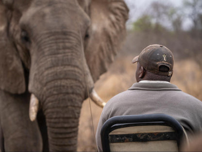 Nthambo Tree Camp, Elephant, Mammal, Animal, Herbivore, Person, Portrait