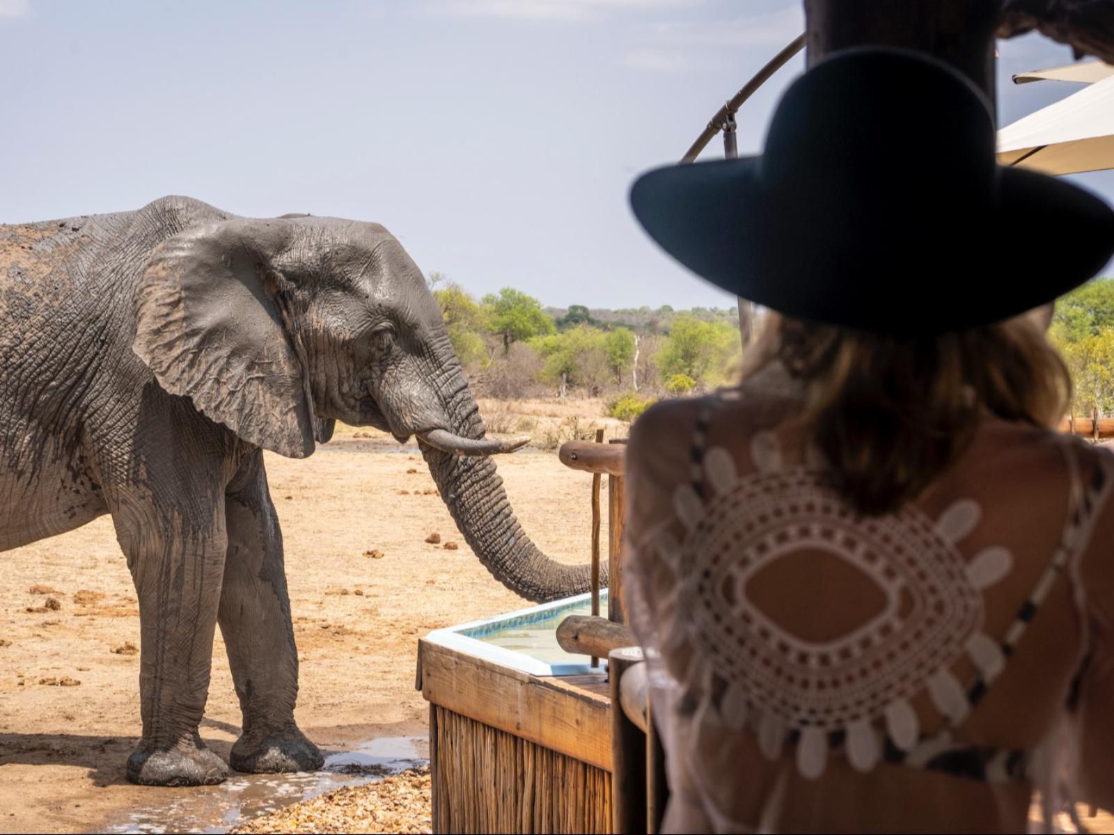 Nthambo Tree Camp, Elephant, Mammal, Animal, Herbivore, Person