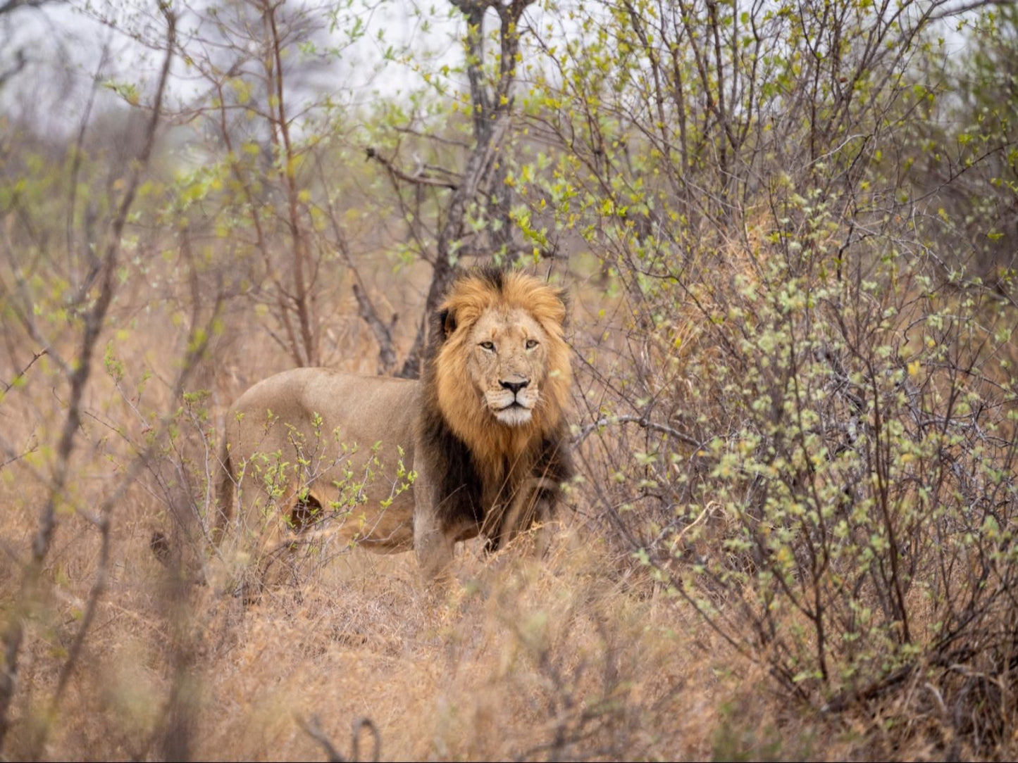 Nthambo Tree Camp, Lion, Mammal, Animal, Big Cat, Predator