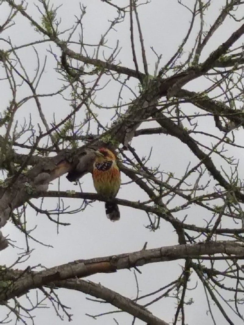 Ntibane Bushveld Hideaway Louwsburg Kwazulu Natal South Africa Unsaturated, Bird, Animal