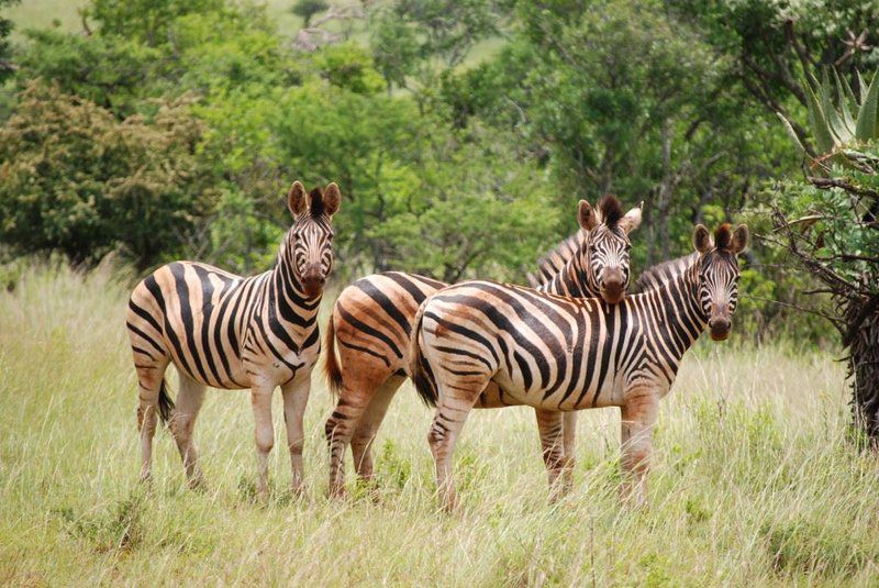 Ntibane Bushveld Hideaway Louwsburg Kwazulu Natal South Africa Zebra, Mammal, Animal, Herbivore