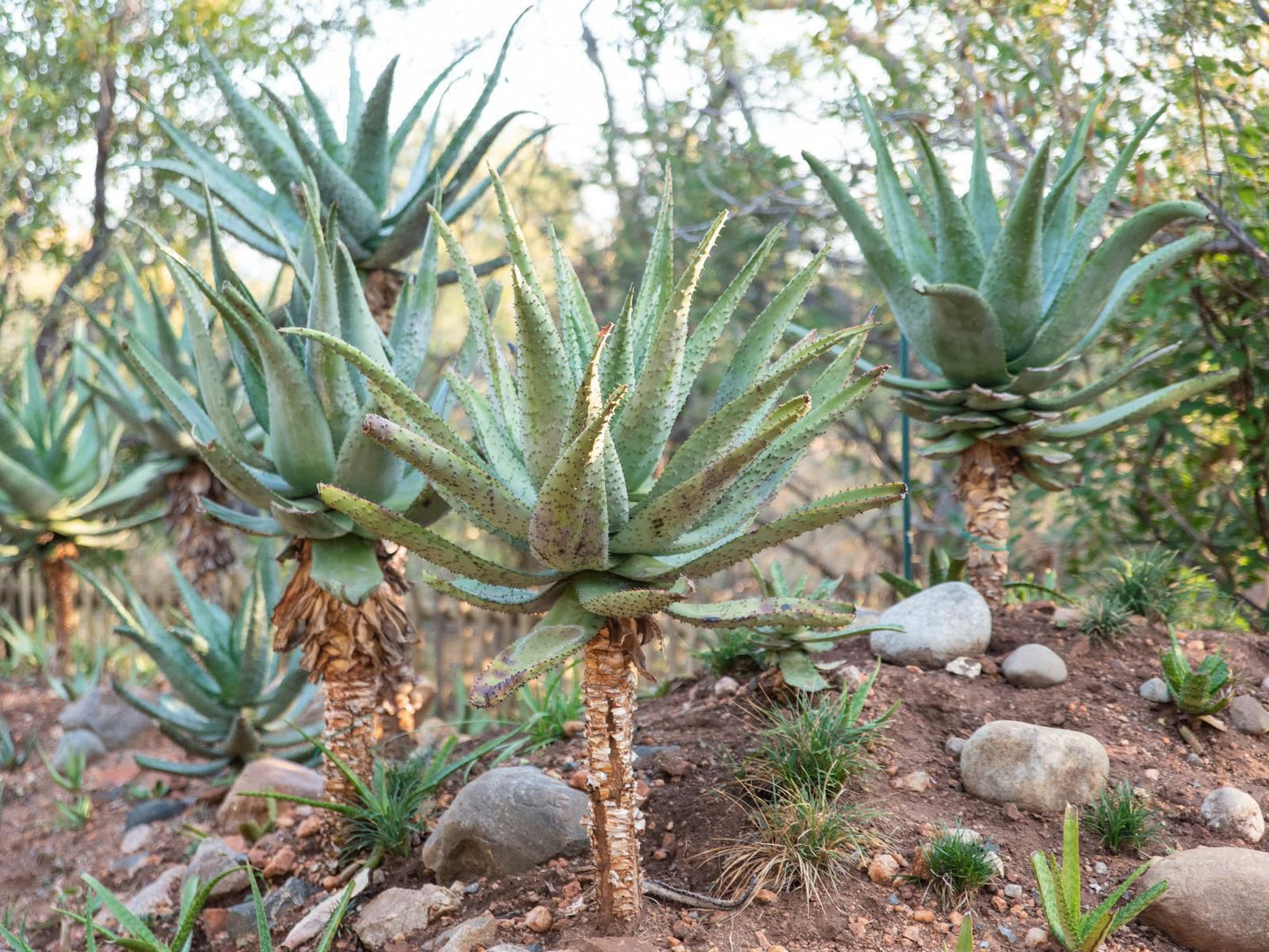 Ntoma House Magalieskruin Pretoria Tshwane Gauteng South Africa Cactus, Plant, Nature