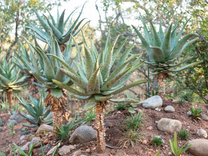 Ntoma House Magalieskruin Pretoria Tshwane Gauteng South Africa Cactus, Plant, Nature