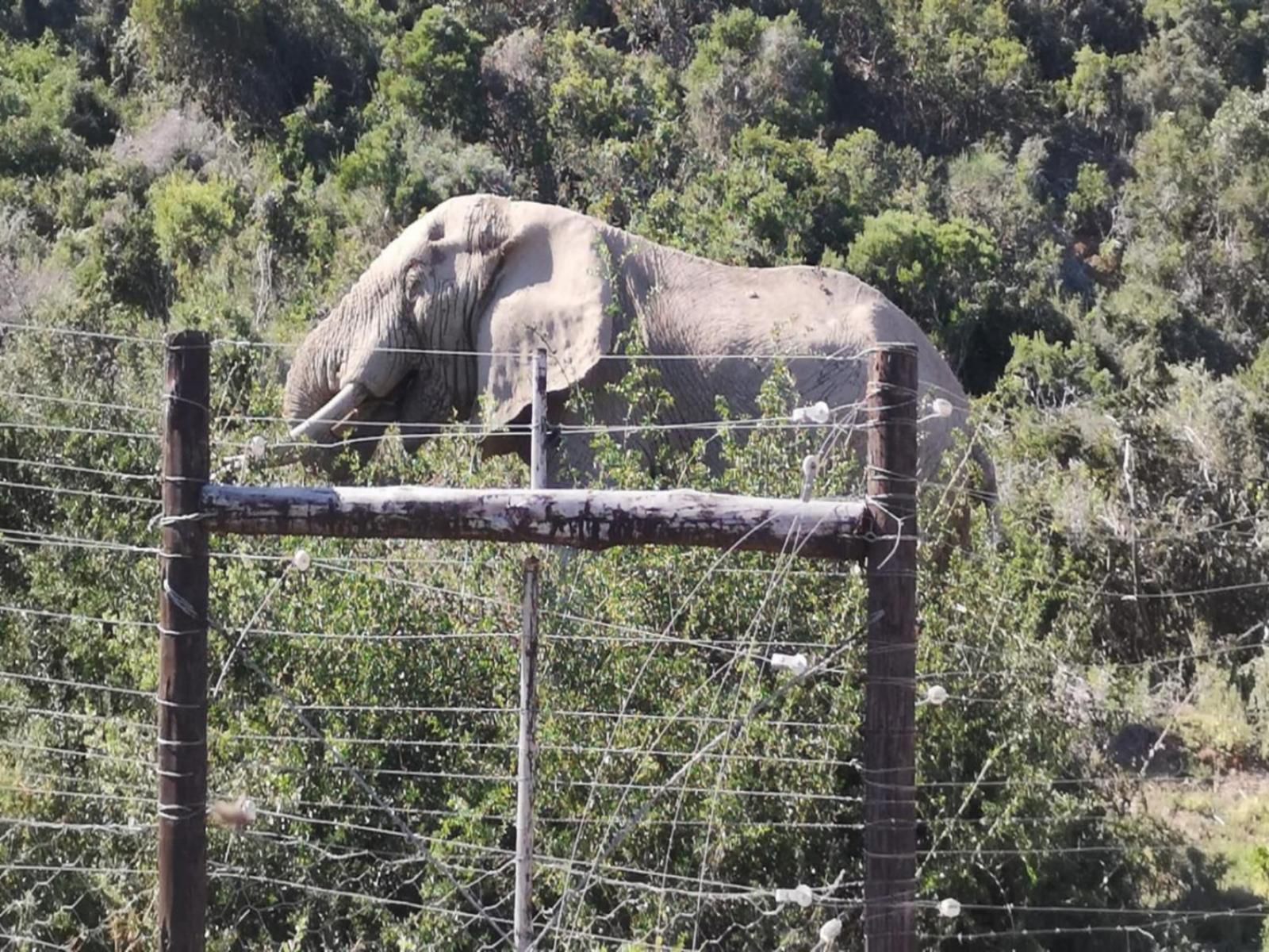 Nukakamma Guest House Colchester Eastern Cape South Africa Unsaturated, Elephant, Mammal, Animal, Herbivore