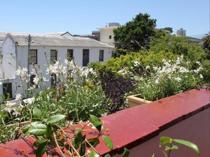 Number5 Guesthouse Gardens Cape Town Western Cape South Africa Complementary Colors, House, Building, Architecture, Plant, Nature, Garden