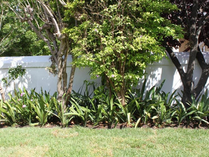Number5 Guesthouse Gardens Cape Town Western Cape South Africa Palm Tree, Plant, Nature, Wood