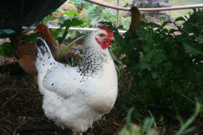 Numbi Valley De Rust Farmstay De Rust Western Cape South Africa Chicken, Bird, Animal, Agriculture, Farm Animal