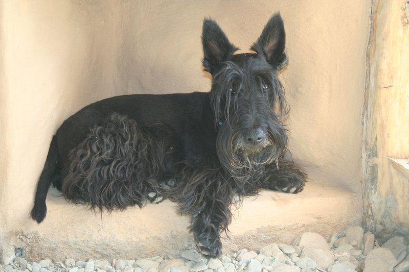 Numbi Valley De Rust Farmstay De Rust Western Cape South Africa Dog, Mammal, Animal, Pet