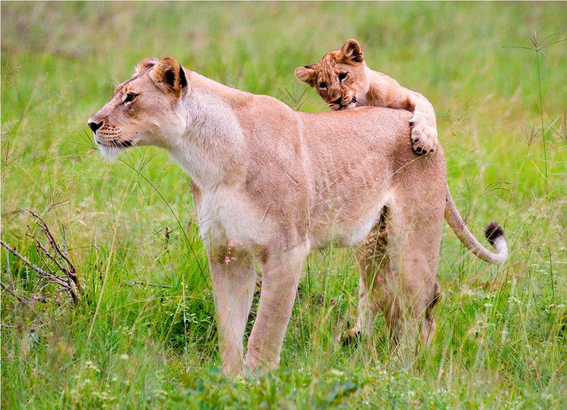 Nungubane Game Lodge Welgevonden Game Reserve Limpopo Province South Africa Lion, Mammal, Animal, Big Cat, Predator