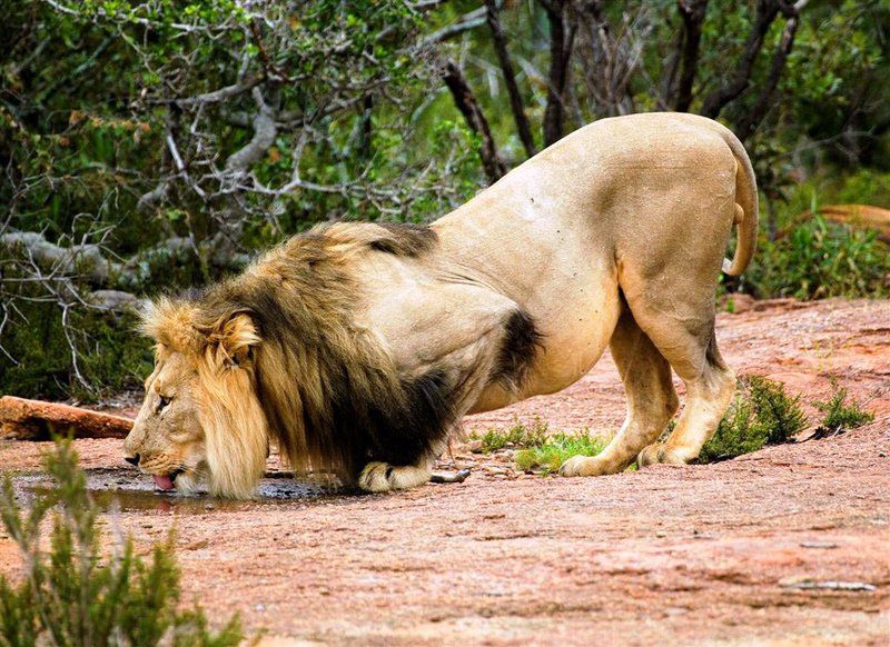 Nungubane Game Lodge Welgevonden Game Reserve Limpopo Province South Africa Lion, Mammal, Animal, Big Cat, Predator