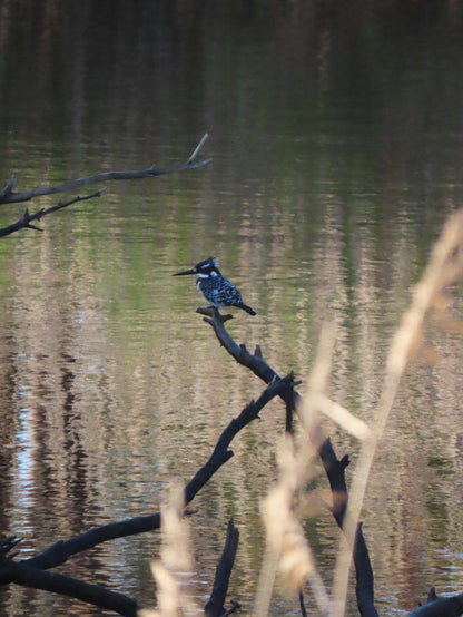 Nuwejaarsrivier Bandb Bot River Western Cape South Africa Unsaturated, Kingfisher, Bird, Animal