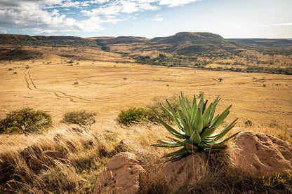 Nxala Ranch Dundee Kwazulu Natal South Africa Cactus, Plant, Nature, Desert, Sand