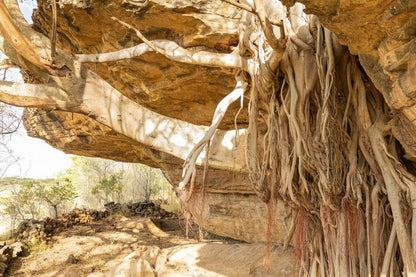 Nxala Ranch Dundee Kwazulu Natal South Africa Sepia Tones, Cave, Nature, Tree, Plant, Wood