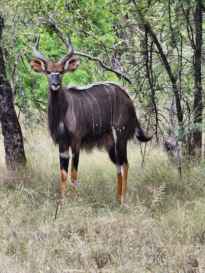 Nyala Lnn Marble Hall Limpopo Province South Africa Animal