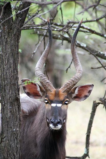 Nyala Lnn Marble Hall Limpopo Province South Africa Deer, Mammal, Animal, Herbivore