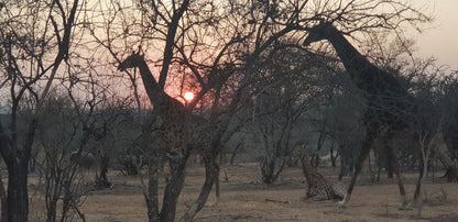 Nyala Lnn Marble Hall Limpopo Province South Africa Desert, Nature, Sand, Sunset, Sky