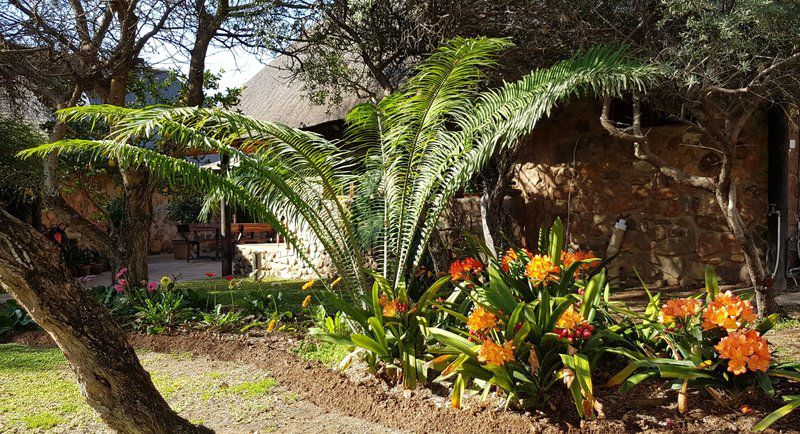 Nyala Lnn Marble Hall Limpopo Province South Africa Palm Tree, Plant, Nature, Wood, Garden