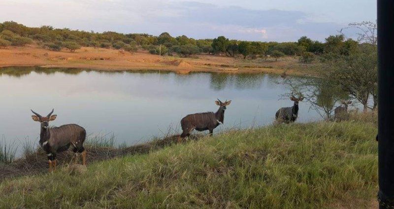 Nyala Lnn Marble Hall Limpopo Province South Africa Deer, Mammal, Animal, Herbivore