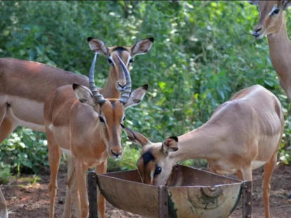 Nyala Luxury Safari Tents Marloth Park Mpumalanga South Africa Animal