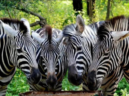 Nyala Luxury Safari Tents Marloth Park Mpumalanga South Africa Zebra, Mammal, Animal, Herbivore
