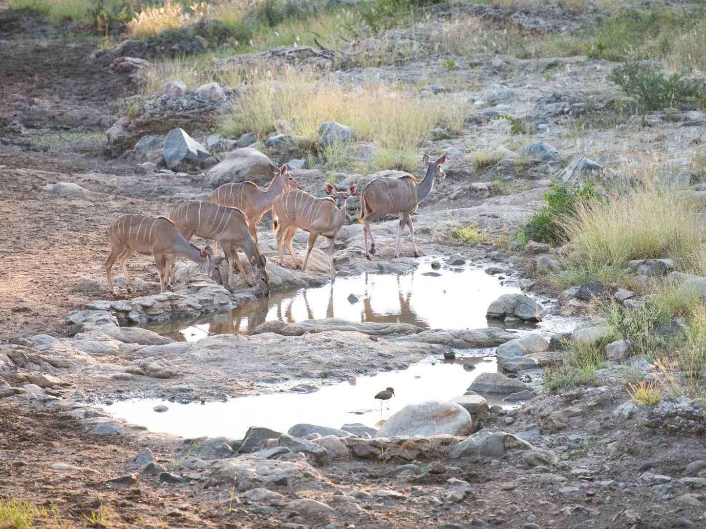 Nyala Safari Lodge Hoedspruit Limpopo Province South Africa Unsaturated, Animal