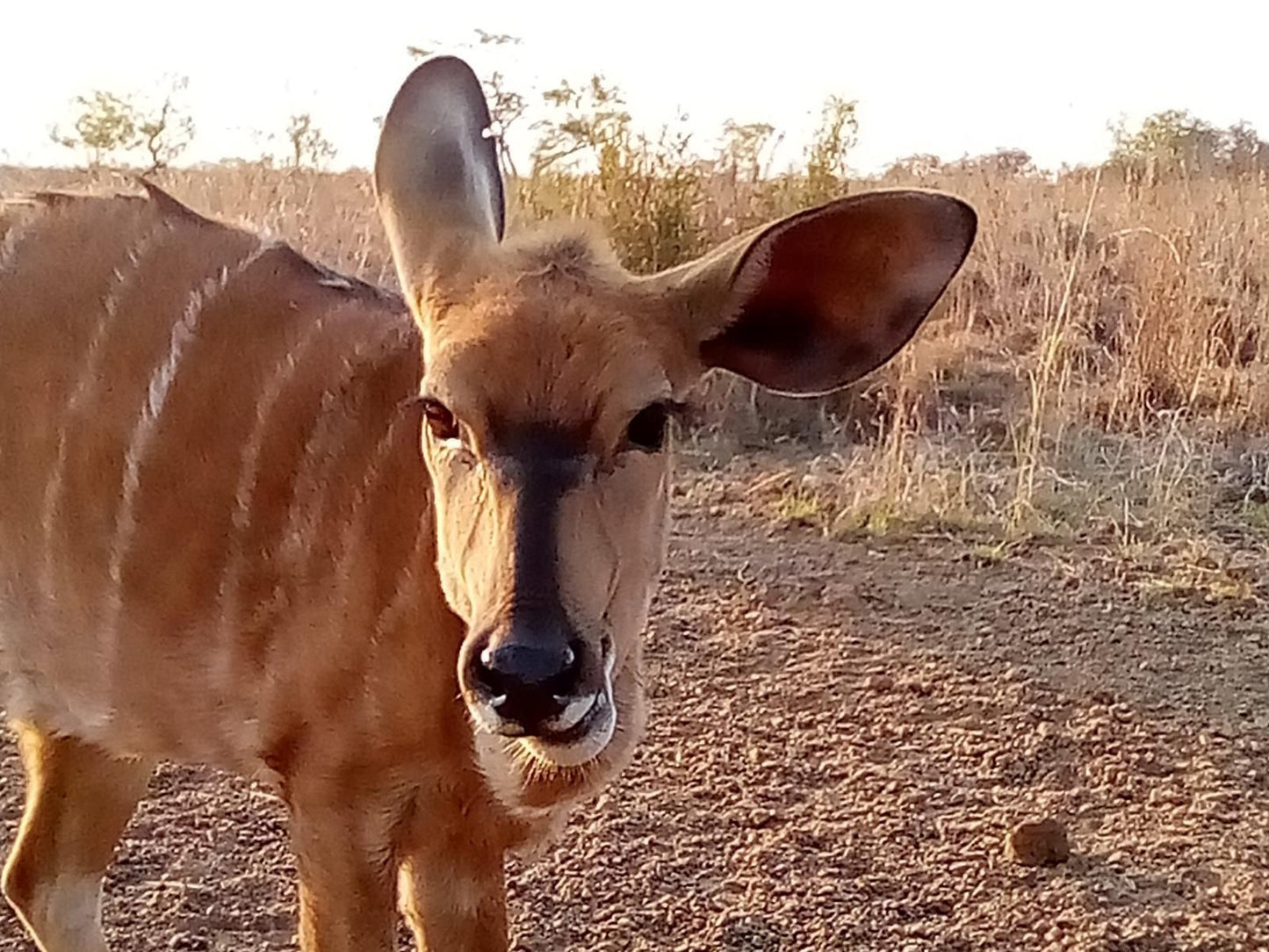 Nyani Lodge Dinokeng Dinokeng Gauteng South Africa Animal