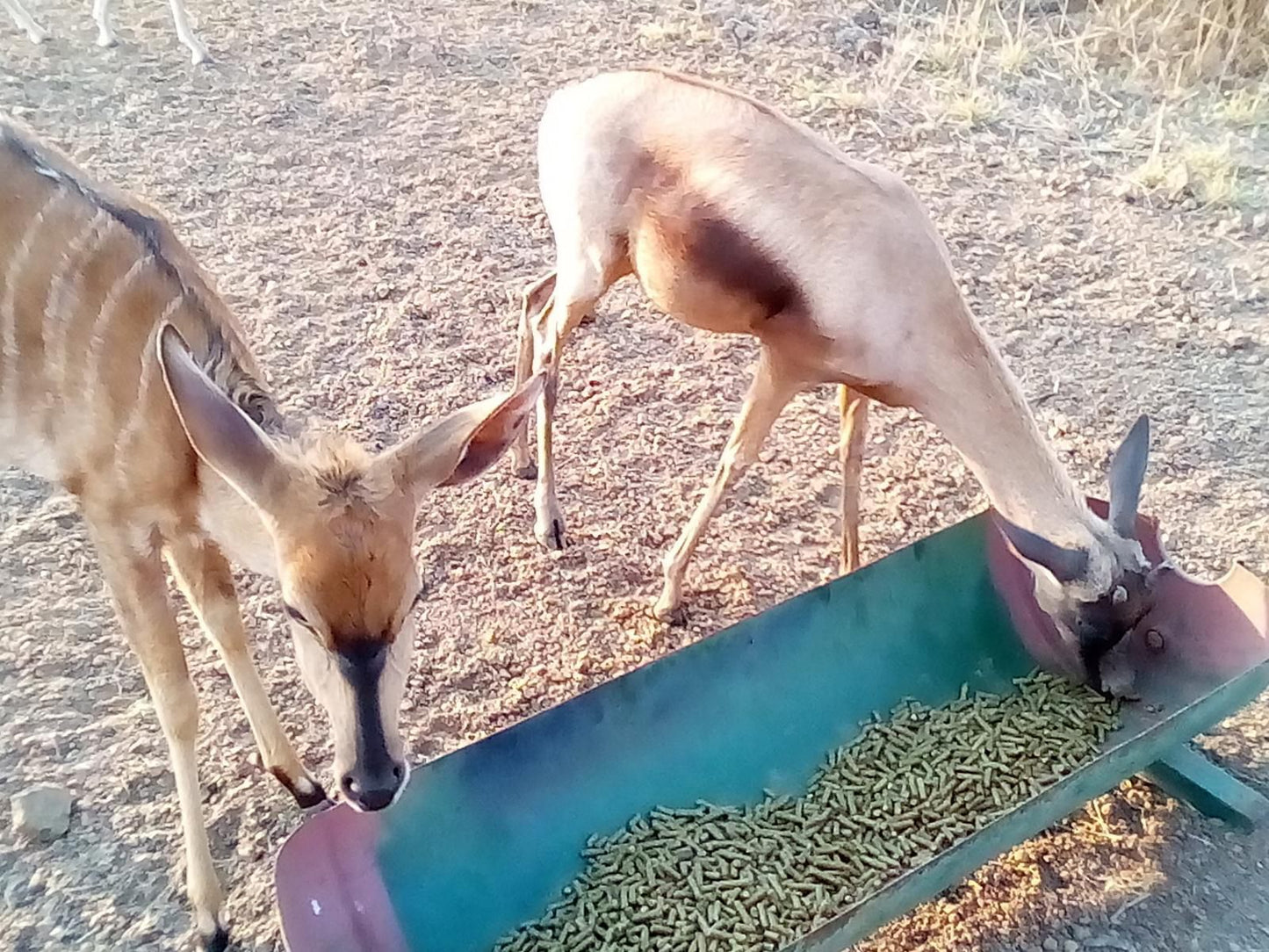 Nyani Lodge Dinokeng Dinokeng Gauteng South Africa Kangaroo, Mammal, Animal, Herbivore