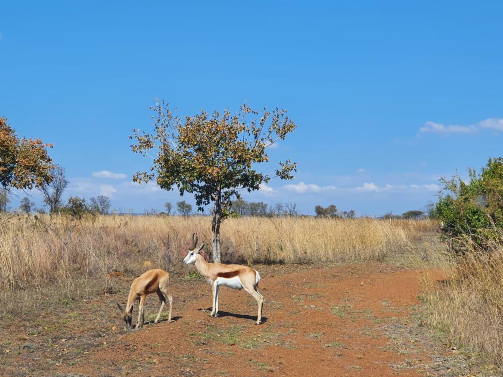 Nyani Lodge Dinokeng Dinokeng Gauteng South Africa Complementary Colors, Animal, Lowland, Nature