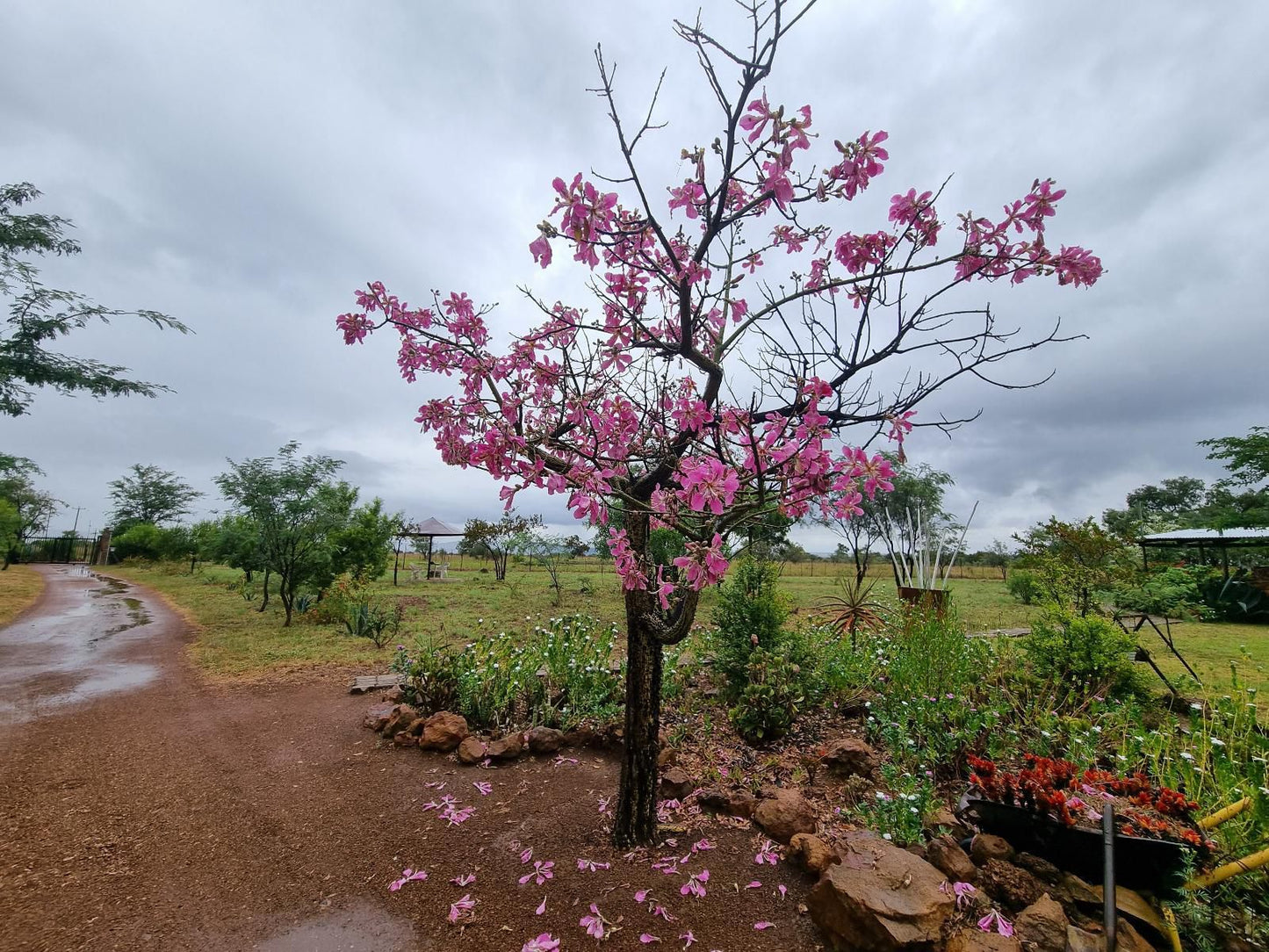 Nyani Lodge Dinokeng Dinokeng Gauteng South Africa Complementary Colors, Blossom, Plant, Nature