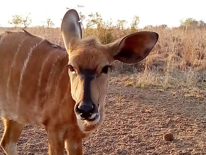 Nyani Lodge, Animal