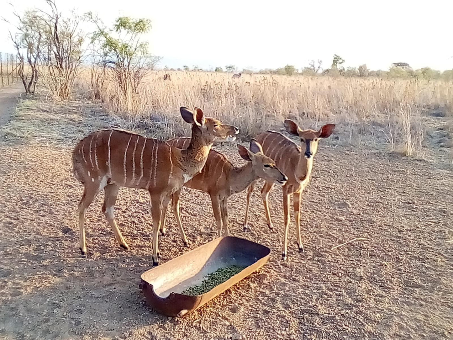 Nyani Lodge, Animal