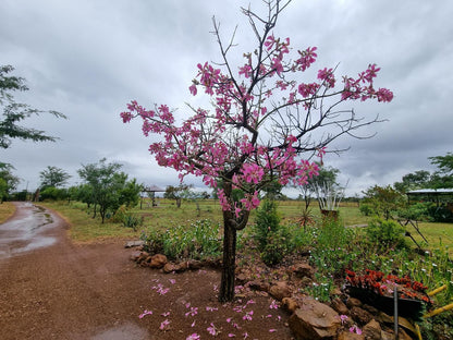 Nyani Lodge, Blossom, Plant, Nature