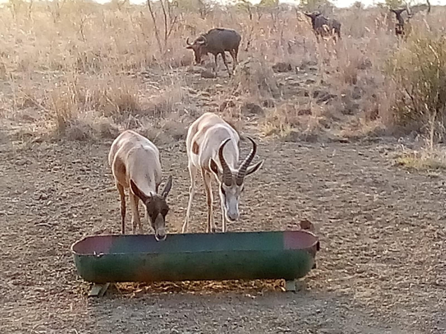 Nyani Lodge, Deer, Mammal, Animal, Herbivore, Goat