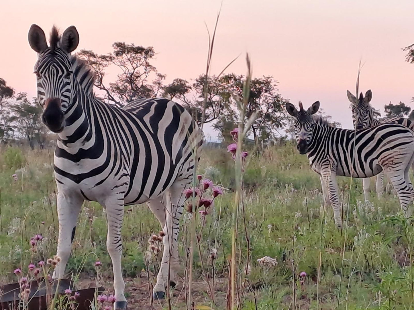 Nyani Lodge, Zebra, Mammal, Animal, Herbivore