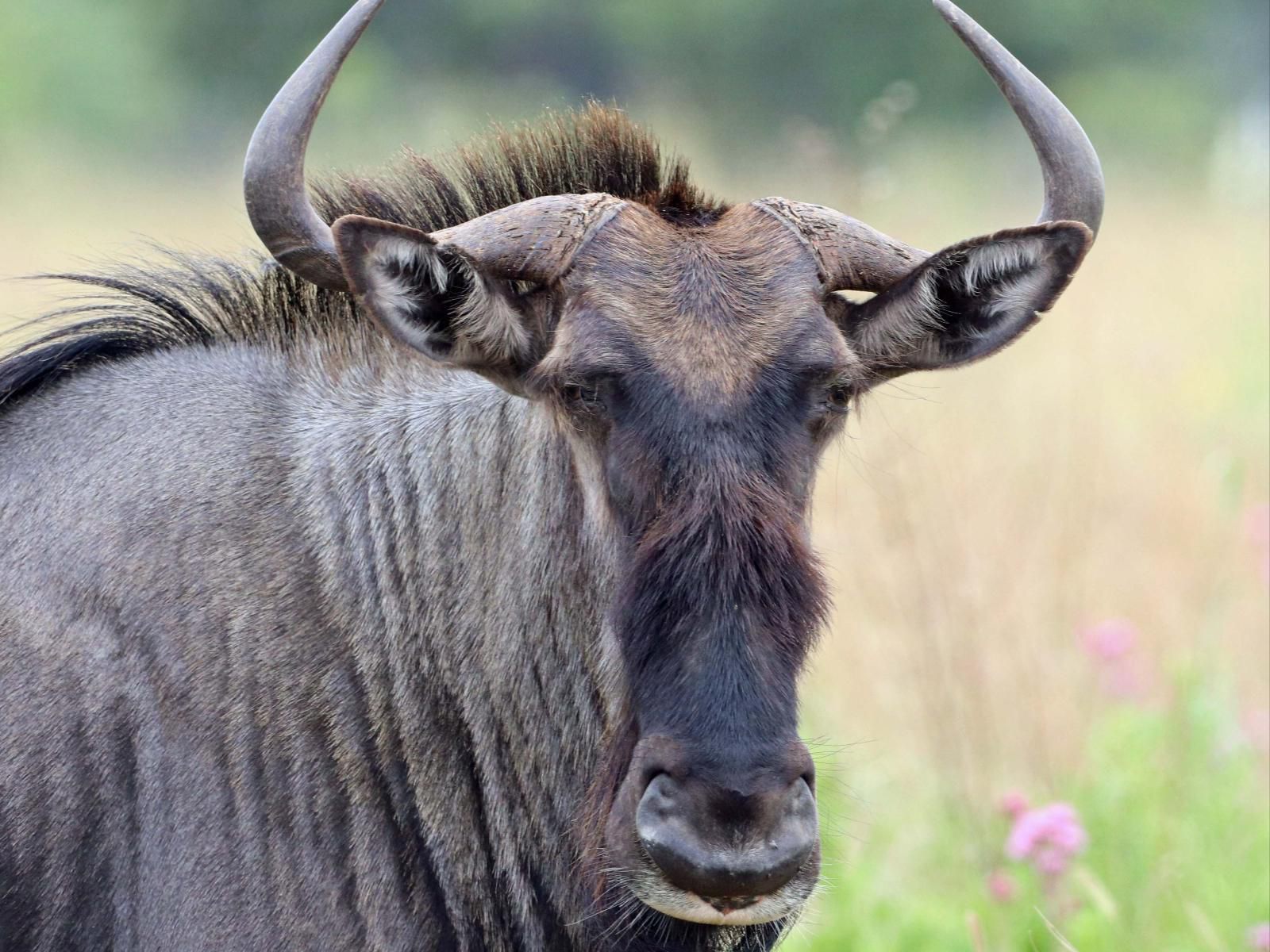 Nyani Lodge, Water Buffalo, Mammal, Animal, Herbivore