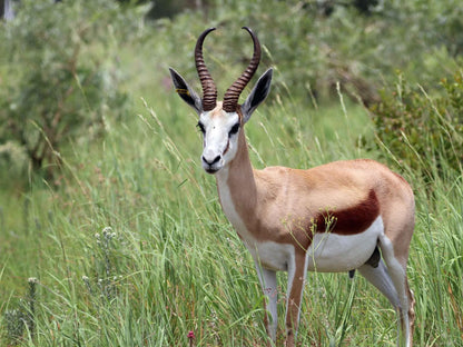 Nyani Lodge, Animal