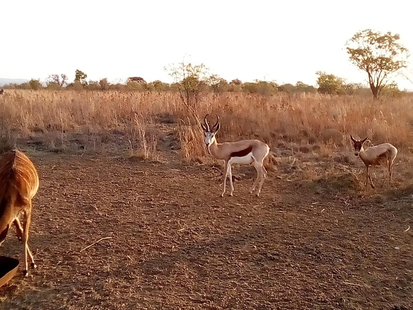 Nyani Lodge, Sepia Tones, Deer, Mammal, Animal, Herbivore, Lowland, Nature