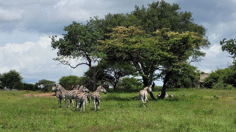 Nyati Pools Hoedspruit Limpopo Province South Africa Zebra, Mammal, Animal, Herbivore