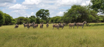 Nyati Pools Hoedspruit Limpopo Province South Africa Zebra, Mammal, Animal, Herbivore, Lowland, Nature