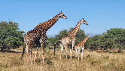 Nyati Pools Hoedspruit Limpopo Province South Africa Complementary Colors, Giraffe, Mammal, Animal, Herbivore