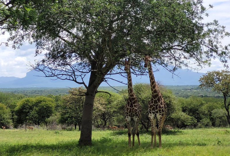 Nyati Pools Hoedspruit Limpopo Province South Africa Giraffe, Mammal, Animal, Herbivore