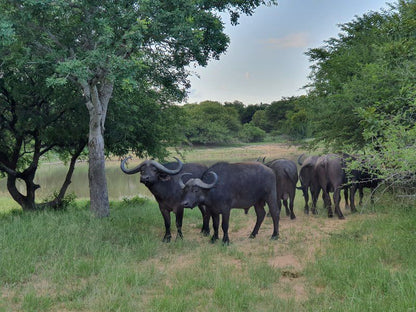 Nyati Pools Hoedspruit Limpopo Province South Africa Water Buffalo, Mammal, Animal, Herbivore