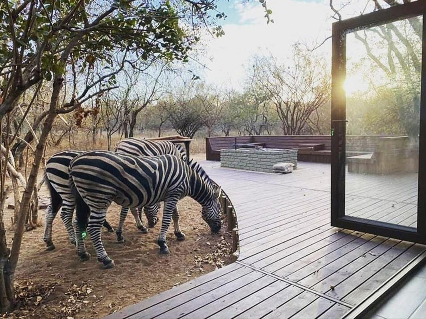 Nyeleti Marloth Park Mpumalanga South Africa Zebra, Mammal, Animal, Herbivore