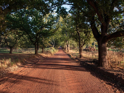 Oak Lane Cottages, Forest, Nature, Plant, Tree, Wood, Leading Lines, Street