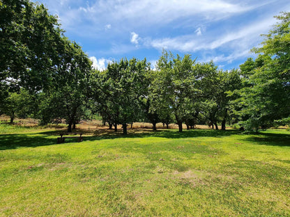 Oak Lane Cottages, Tree, Plant, Nature, Wood