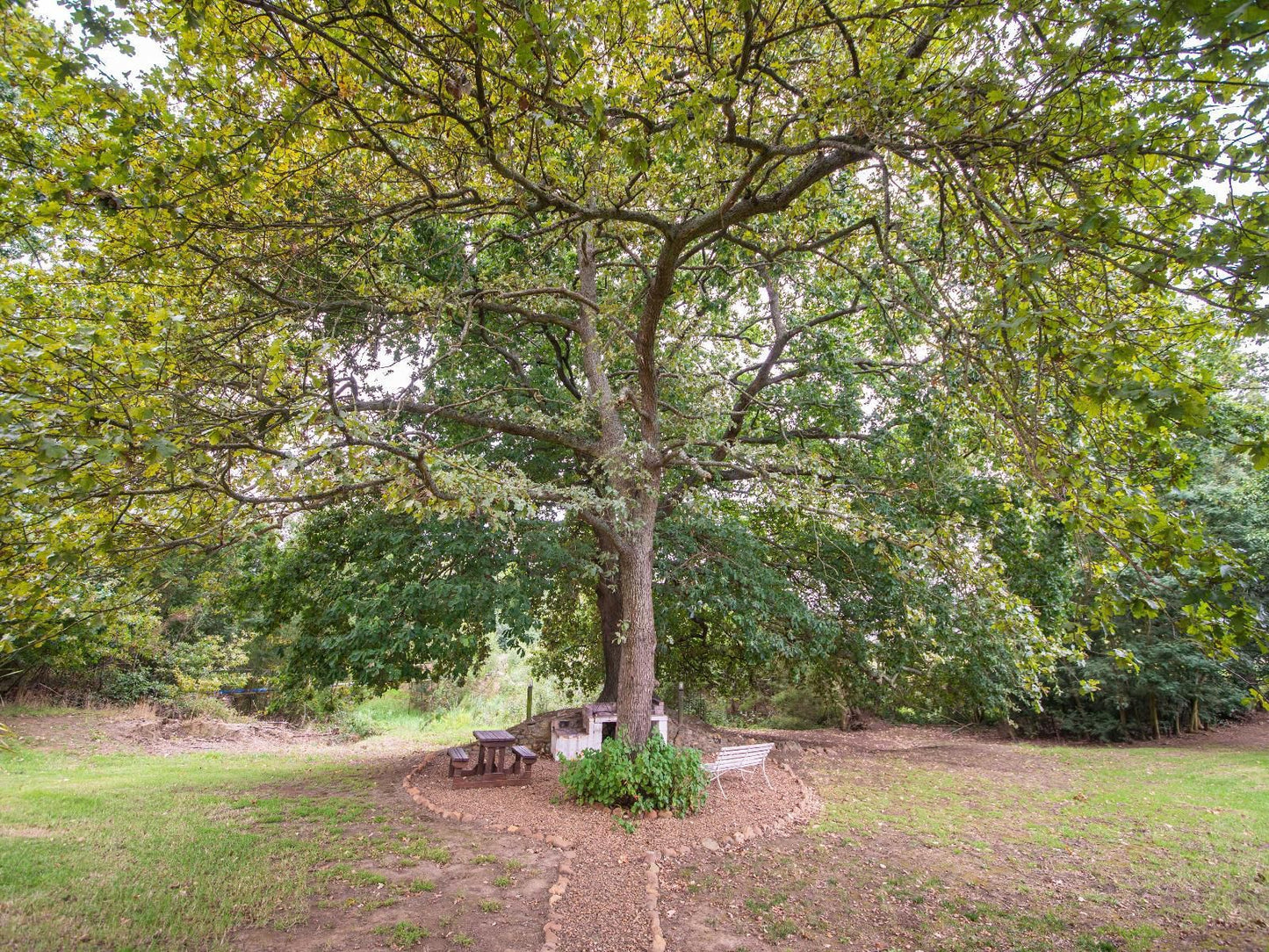 Oak Lane Cottages, Plant, Nature, Tree, Wood